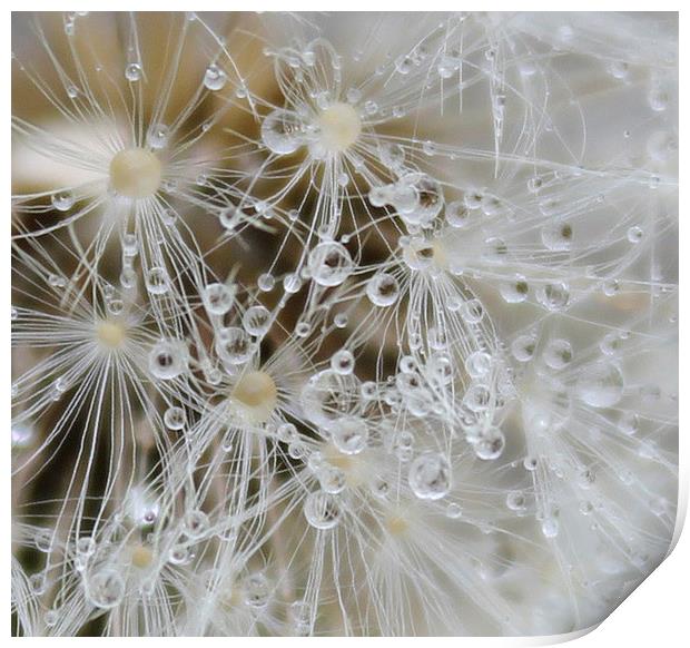 Close up seeds and water droplets Print by Kayleigh Meek