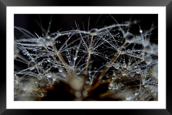  dandelion seeds and rain Framed Mounted Print by Kayleigh Meek