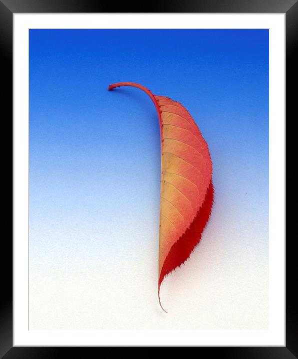 Leaf Framed Mounted Print by Victor Burnside