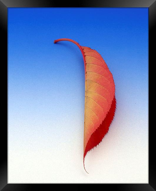 Leaf Framed Print by Victor Burnside