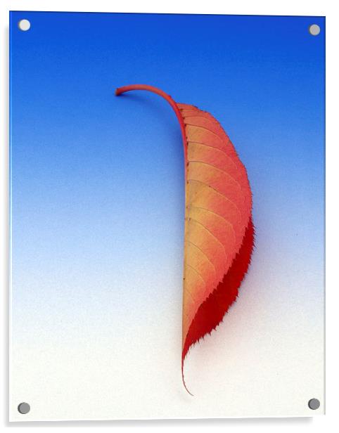 Leaf Acrylic by Victor Burnside