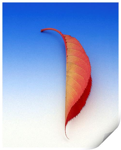Leaf Print by Victor Burnside