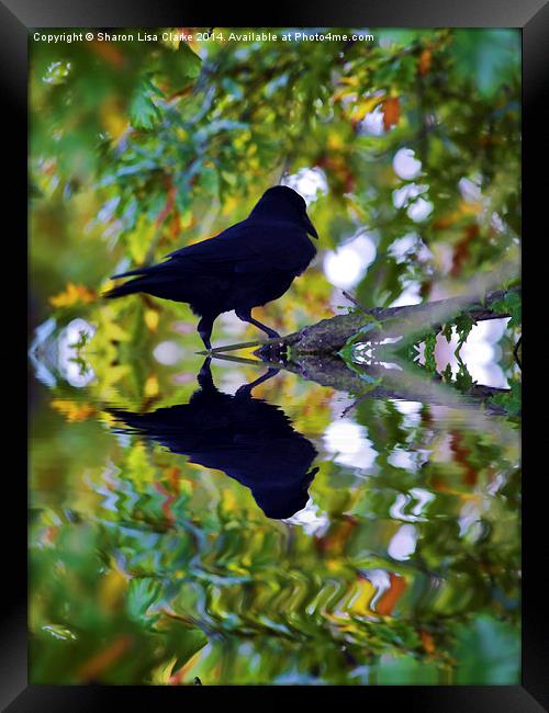  Reflected crow Framed Print by Sharon Lisa Clarke