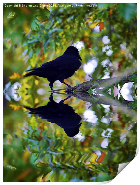  Reflected crow Print by Sharon Lisa Clarke