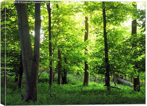 Young Leaves in May Woodland Canvas Print by Elizabeth Debenham