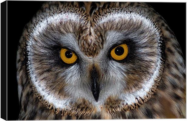   Short Eared Owl Canvas Print by Ian Hufton
