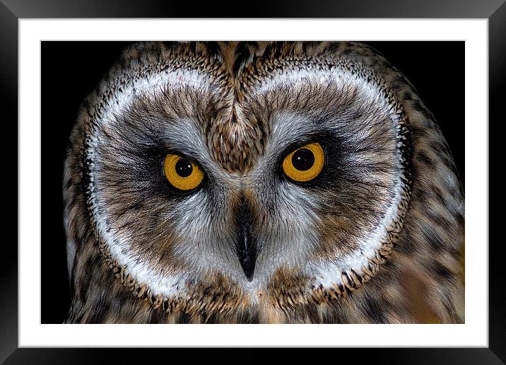  Short Eared Owl Framed Mounted Print by Ian Hufton