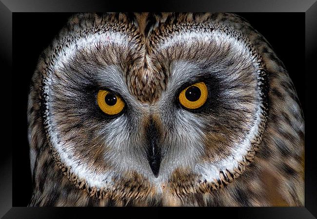   Short Eared Owl Framed Print by Ian Hufton