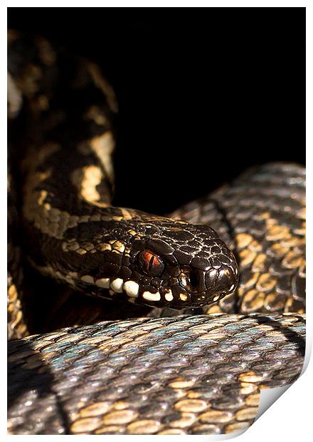  Adder portrait Print by Chris Griffin