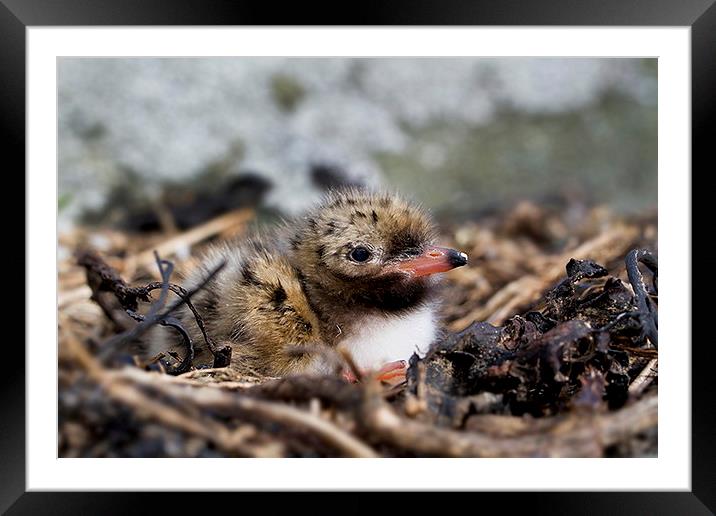  Common Tern chick Framed Mounted Print by Chris Griffin