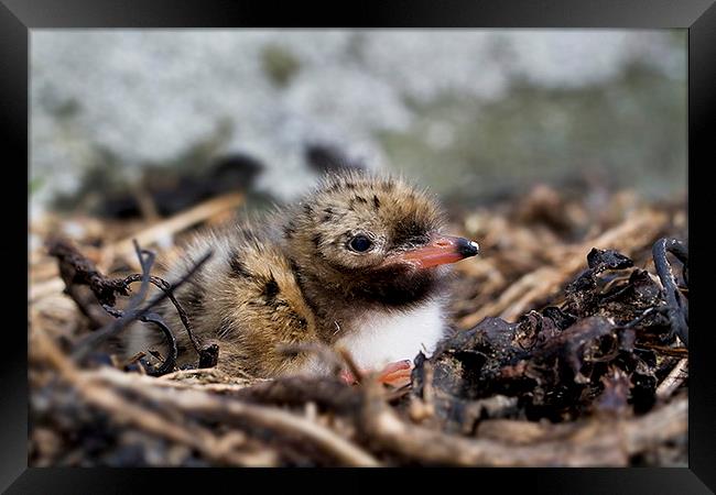  Common Tern chick Framed Print by Chris Griffin