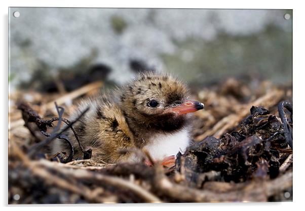  Common Tern chick Acrylic by Chris Griffin