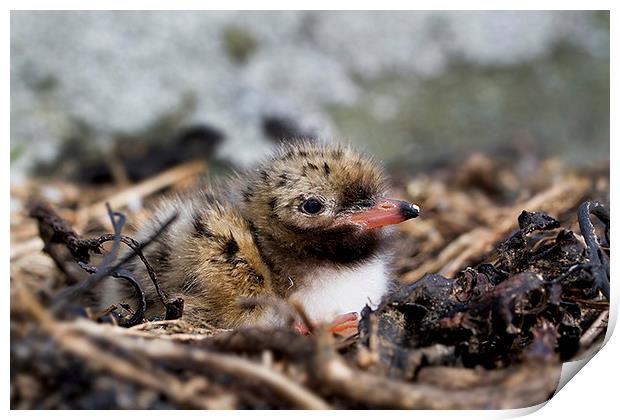  Common Tern chick Print by Chris Griffin