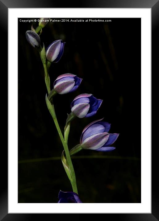  Line Of Sun Orchids Framed Mounted Print by Graham Palmer