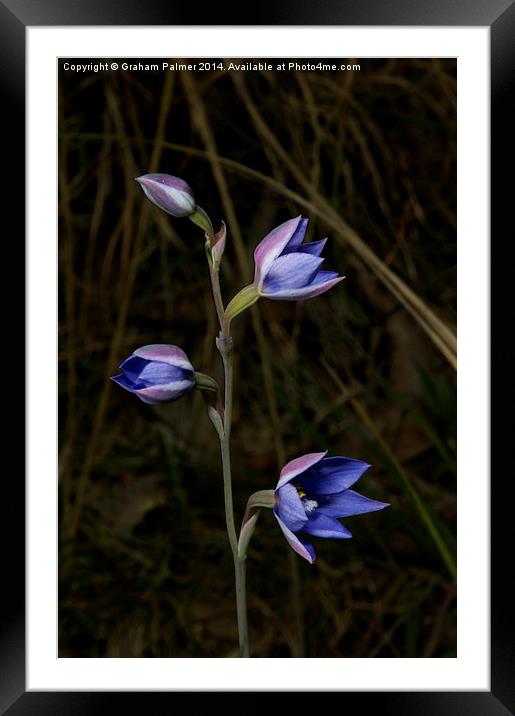  Sun Orchid Posy Framed Mounted Print by Graham Palmer