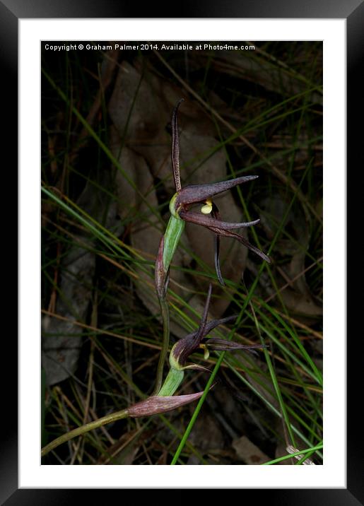  Spider Orchid In Bloom Framed Mounted Print by Graham Palmer