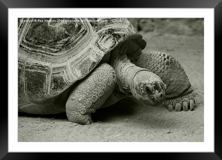  Giant Tortoise  Framed Mounted Print by Rob Hawkins