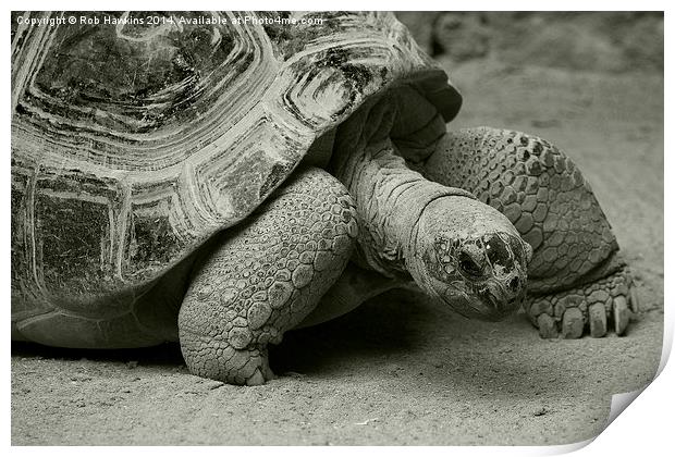  Giant Tortoise  Print by Rob Hawkins