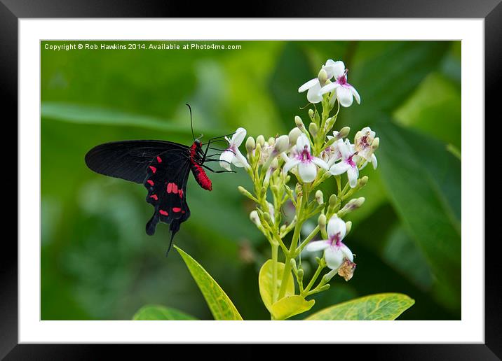  Butterfly Flower  Framed Mounted Print by Rob Hawkins