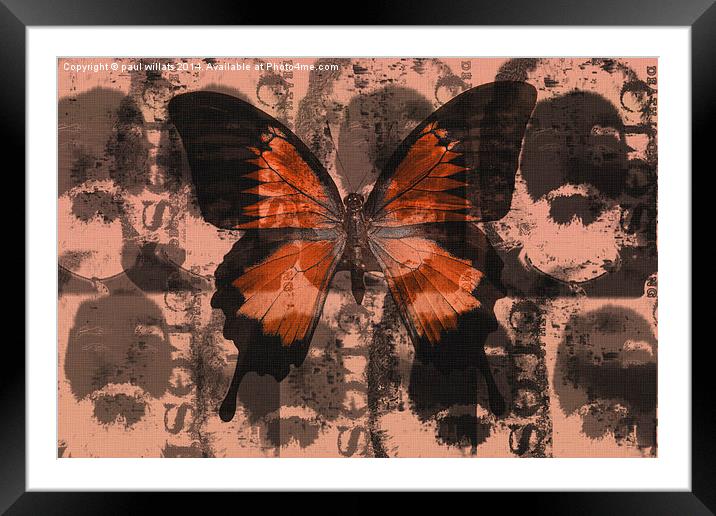 BUTTERFLY  Framed Mounted Print by paul willats
