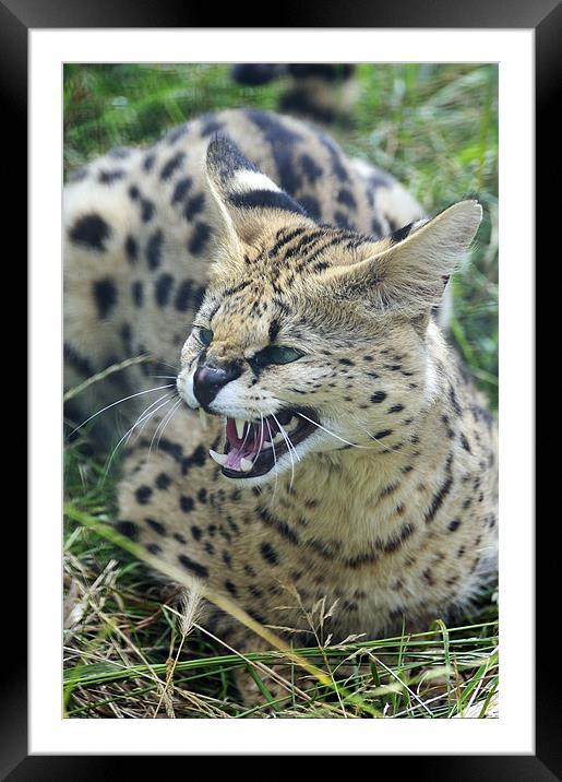 Wild Cat Framed Mounted Print by Stephen Mole