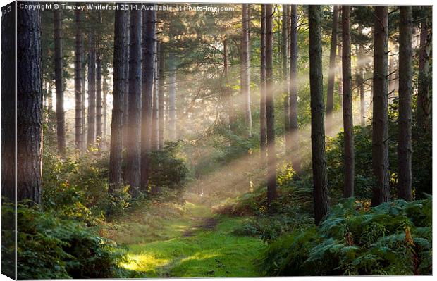 Woodland Rays  Canvas Print by Tracey Whitefoot