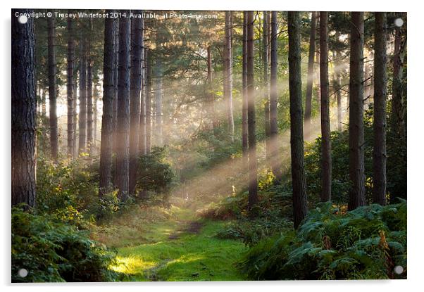 Woodland Rays  Acrylic by Tracey Whitefoot