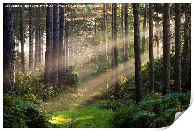 Woodland Rays  Print by Tracey Whitefoot