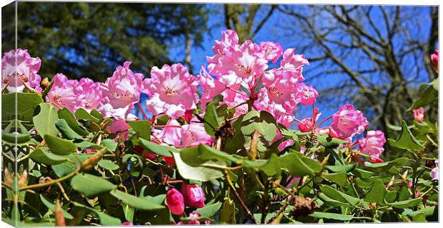 Pink Azaleas with a blue sky in the back  Canvas Print by Jonathan Evans