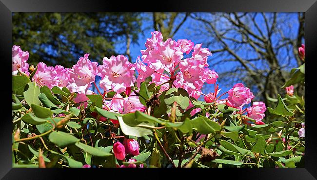 Pink Azaleas with a blue sky in the back  Framed Print by Jonathan Evans