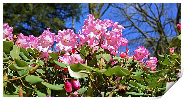 Pink Azaleas with a blue sky in the back  Print by Jonathan Evans