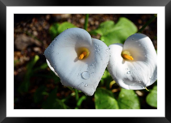 Arum lily and rain drops  Framed Mounted Print by Jonathan Evans