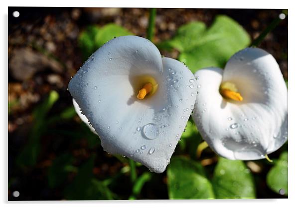 Arum lily and rain drops  Acrylic by Jonathan Evans