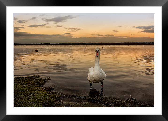  Swan Lake Sunrise Framed Mounted Print by Jennie Franklin