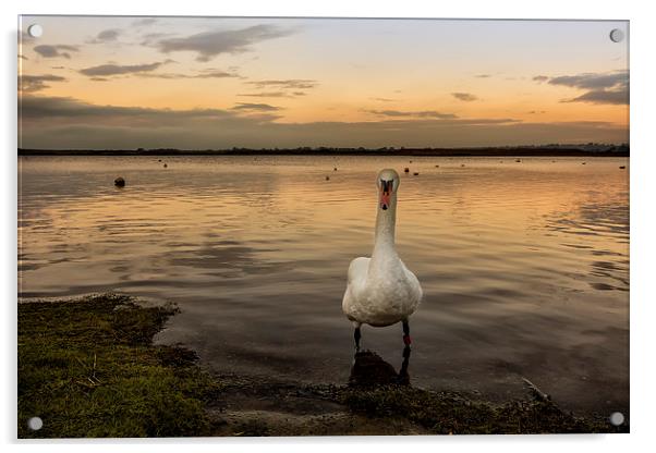  Swan Lake Sunrise Acrylic by Jennie Franklin
