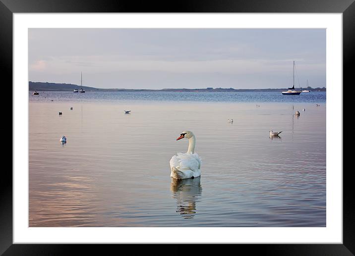  Swan Lake Framed Mounted Print by Jennie Franklin