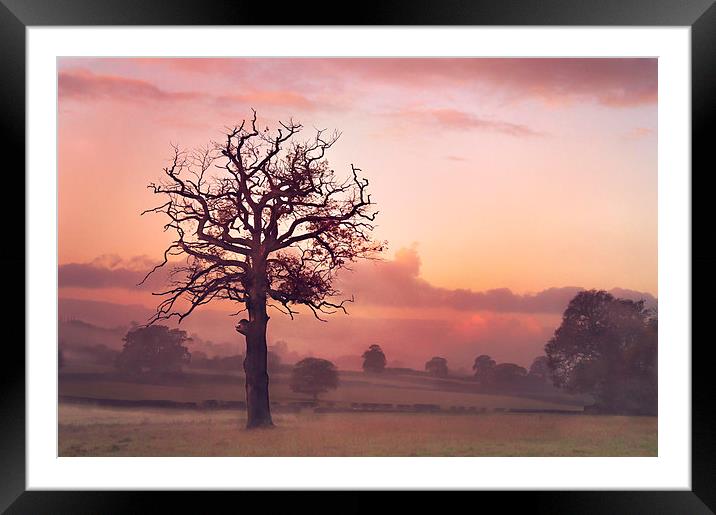  Quiet of the morning Framed Mounted Print by Dawn Cox