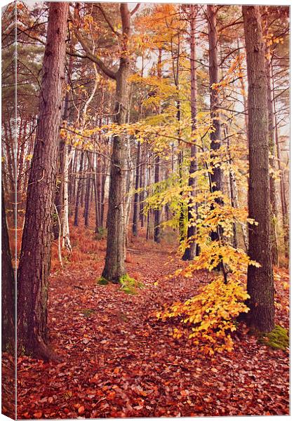 Oldbury Woods  Canvas Print by Dawn Cox