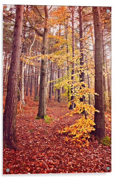 Oldbury Woods  Acrylic by Dawn Cox