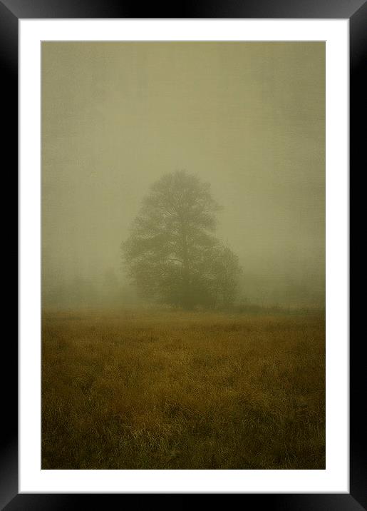 Morning haze Framed Mounted Print by Piotr Tyminski