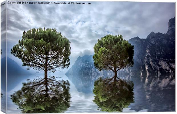Tree reflections  Canvas Print by Thanet Photos