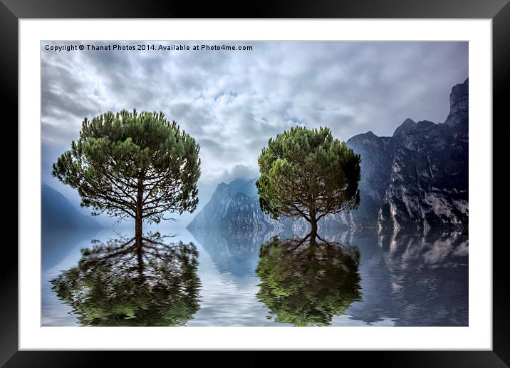 Tree reflections  Framed Mounted Print by Thanet Photos