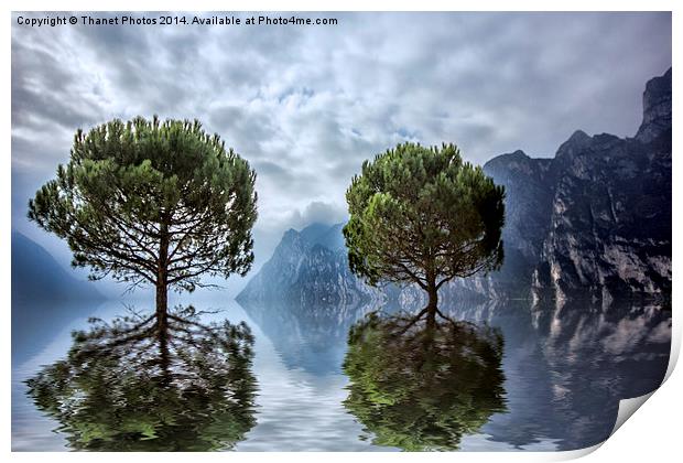 Tree reflections  Print by Thanet Photos