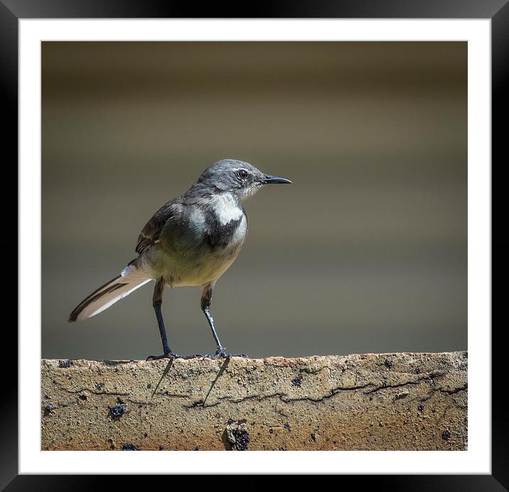 Wagtail guard Framed Mounted Print by Graeme Wilson