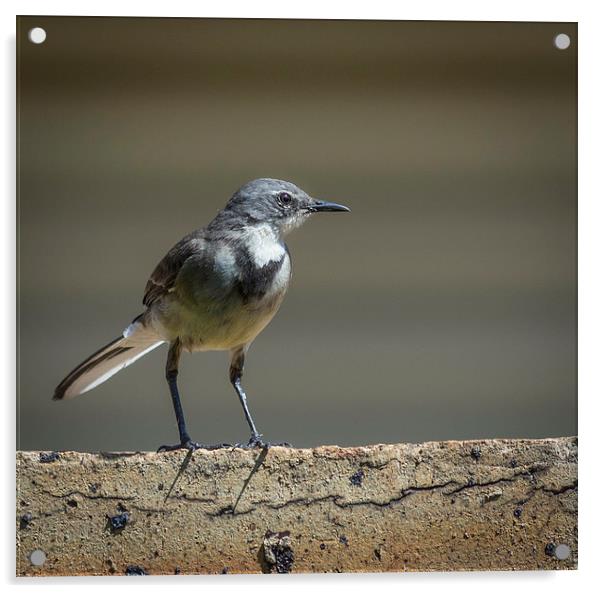  Wagtail guard Acrylic by Graeme Wilson