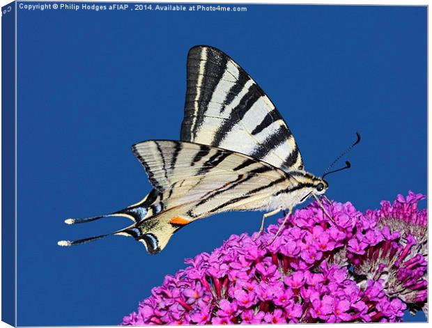 Scarce Swallowtail Butterfly  Canvas Print by Philip Hodges aFIAP ,