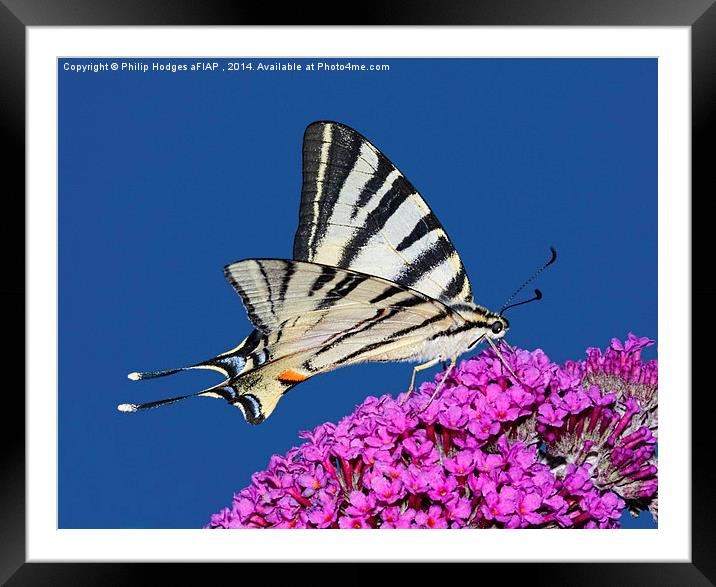 Scarce Swallowtail Butterfly  Framed Mounted Print by Philip Hodges aFIAP ,