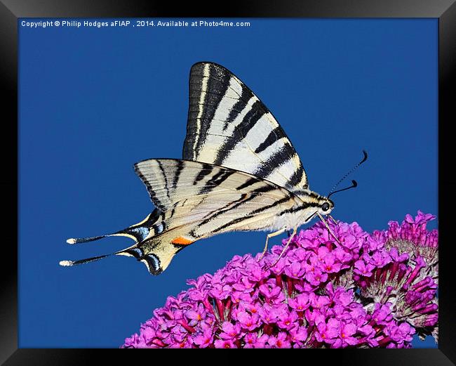 Scarce Swallowtail Butterfly  Framed Print by Philip Hodges aFIAP ,