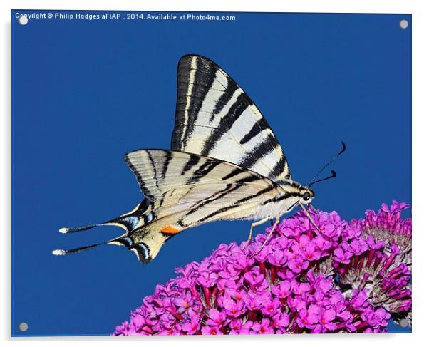 Scarce Swallowtail Butterfly  Acrylic by Philip Hodges aFIAP ,