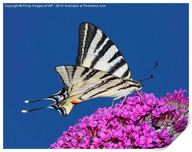 Scarce Swallowtail Butterfly  Print by Philip Hodges aFIAP ,